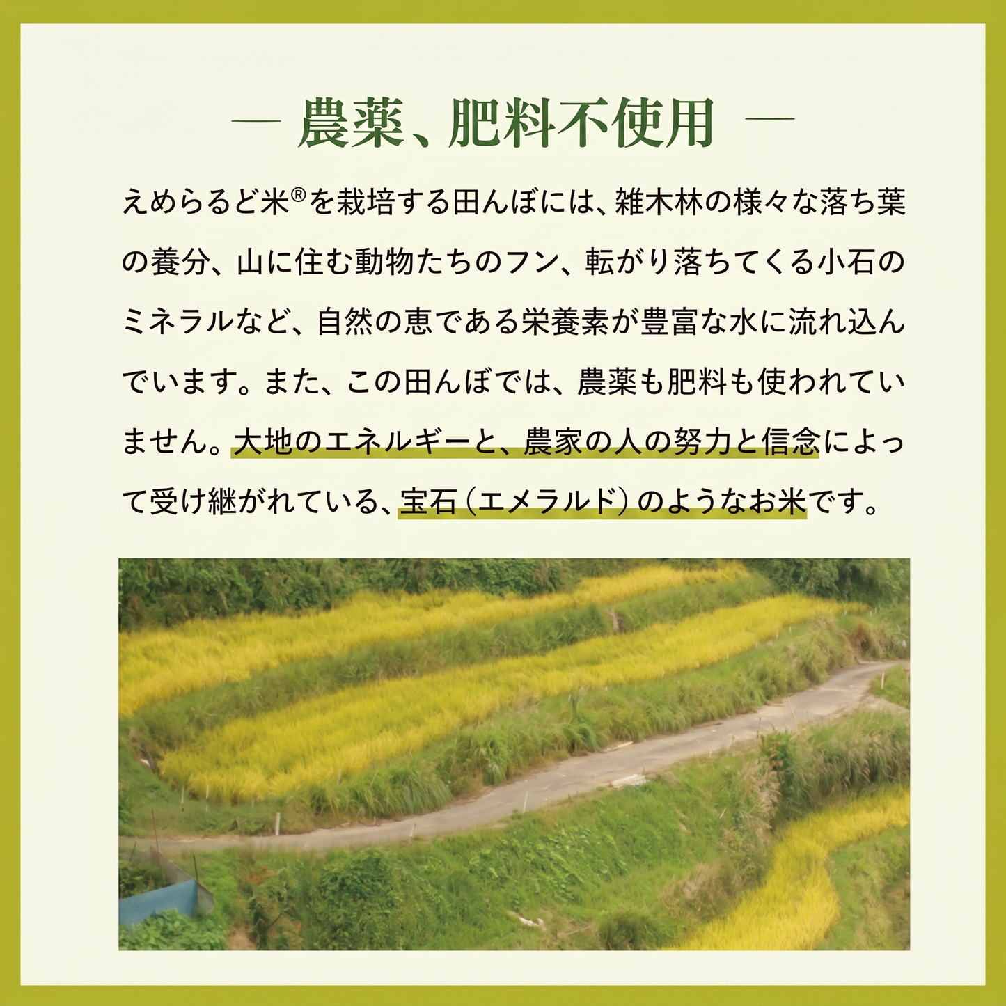 えめらるど米　840g